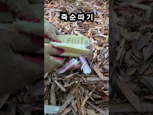 6월에 죽순 따기