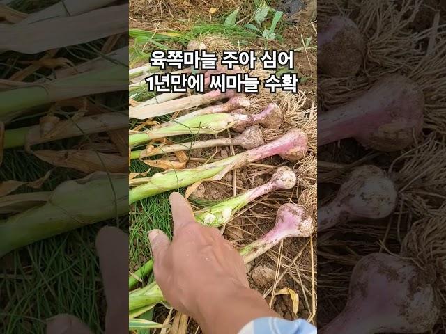 주아 심어서 1년만에 육쪽마늘 수확