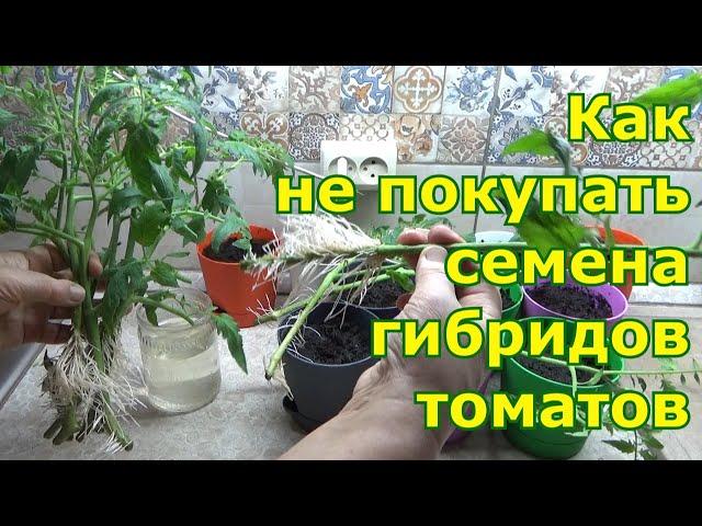 Как не покупать семена гибридов томатов. Как черенковать помидоры осенью для сохранения до весны