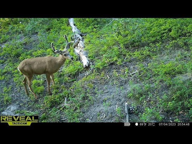 Mule Deer Buck Antler Growth | Cellular Trail Camera Video