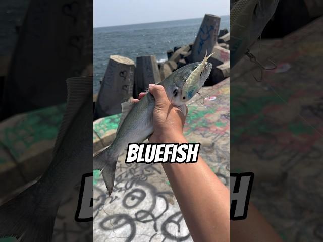 Best Bluefish Lures??