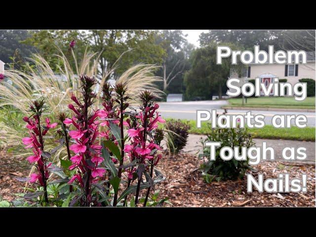 Planting Rabbit Resistant Plants to Cover Up Electrical Boxes! | Joshua's Garden