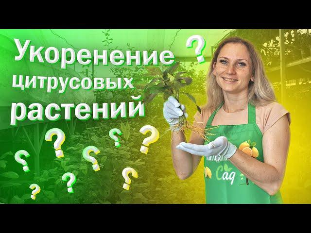 УКОРЕНИТЬ ЦИТРУСОВЫЕ РАСТЕНИЯ ЛЕГКО | ПРАВИЛЬНОЕ УКОРЕНЕНИЕ РАСТЕНИЙ