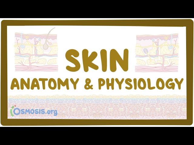 Skin anatomy and physiology