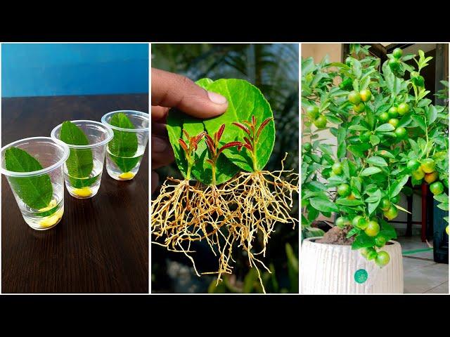 Best & easy way to grow lemon plant at home from leaves || Water propagation for planting