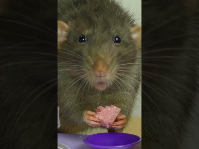 Do You Know How Rat Poison Works??? #pestcontrol #rats #home #didyouknow