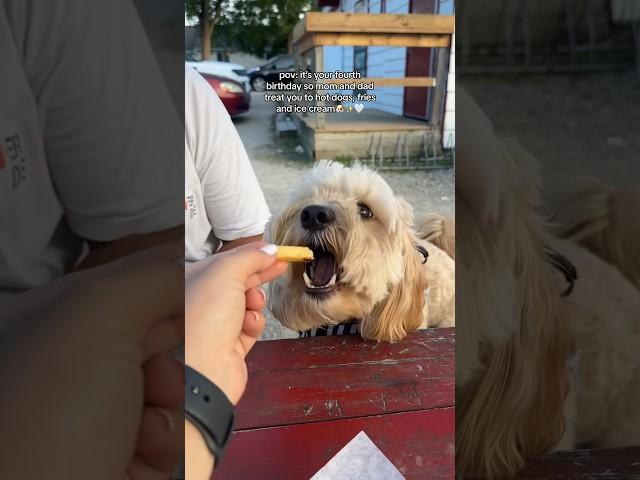 Mr. Kobe baby turned 4 #minigoldendoodles #dogmom #dogbirthday #dogvlog #puppylife