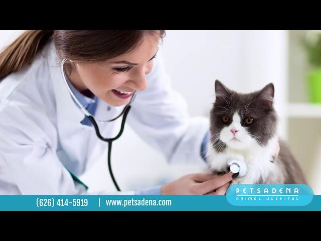 An introduction to Petsadena Animal Hospital