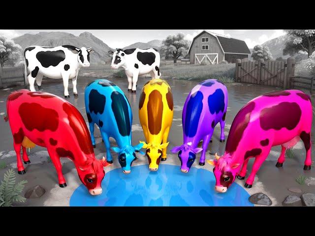 Color Cows Adventure for Water! Funny Animal Antics in the Wild! Epic Cow Videos