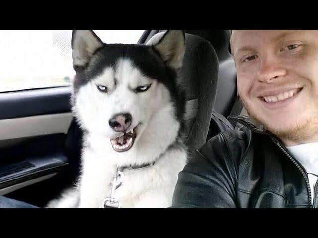 No one does drama like a Husky!  Funny Dogs Videos