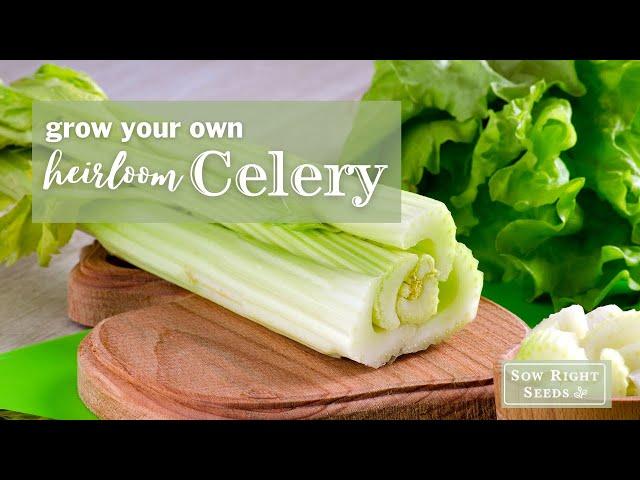 Sow Right Seeds | Celery Seed Collection