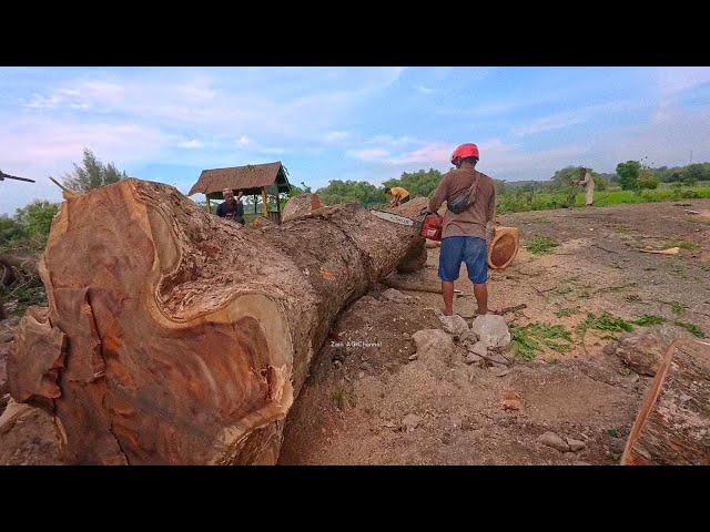 Huge Old Rain Tree threatens the house beneath it ‼️