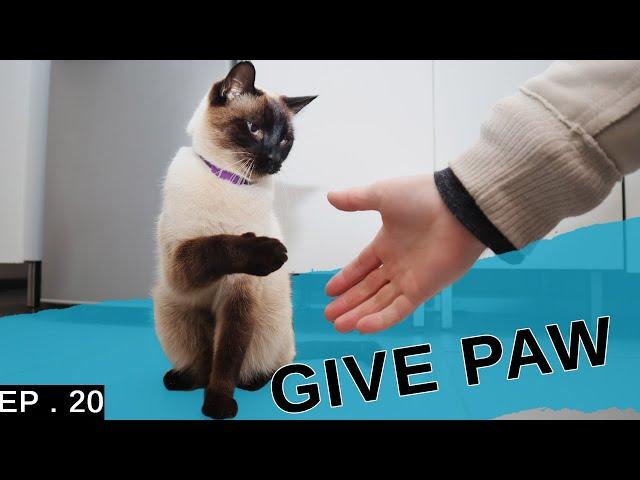 Teaching my Siamese cat to give paw. (He's so clever!)