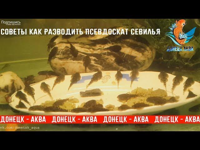 как разводить псевдоскат севилья, The Complete  Fish Life Cycle, akvaarioissa, akvaariumi kalad