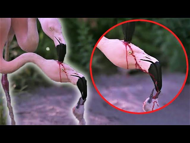 Is This Flamingo Feeding Blood to its Baby?