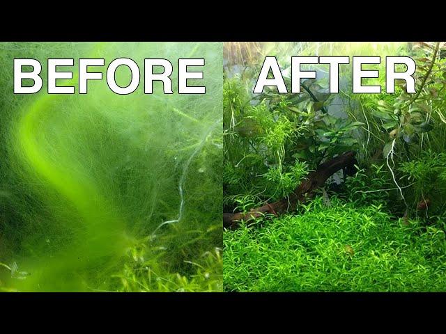 How YOU can get rid of Hair Algae NOW | One Minute Fish Tank