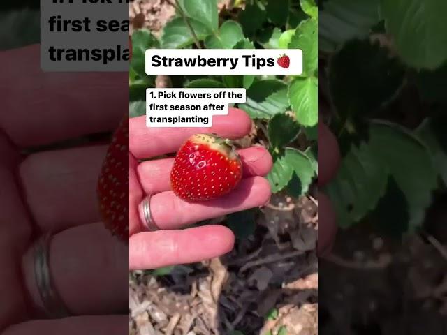 3 Tips for Growing Strawberries!  Gardening Tips | Baker Hill Farm