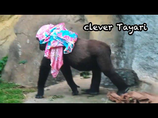 超聰明金剛猩猩Tayari clever gorilla Tayari#金剛猩猩 #gorila