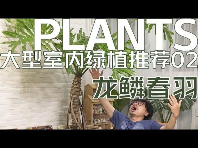 龙鳞春羽！客厅大型室内绿植必买推荐。一棵树撑起一片森林的大型绿植。