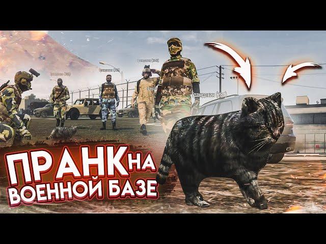 ПРАНК НА ВОЕННОЙ БАЗЕ! Я ПРЕВРАТИЛСЯ В КОШКУ! КАК ОТРЕАГИРУЮТ ИГРОКИ?! (GTA 5 RP)