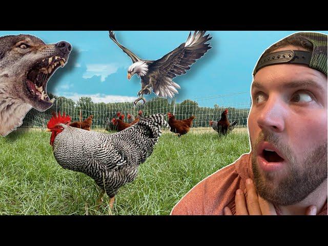 The EASIEST Way to Predator Proof Your Chicken Coop