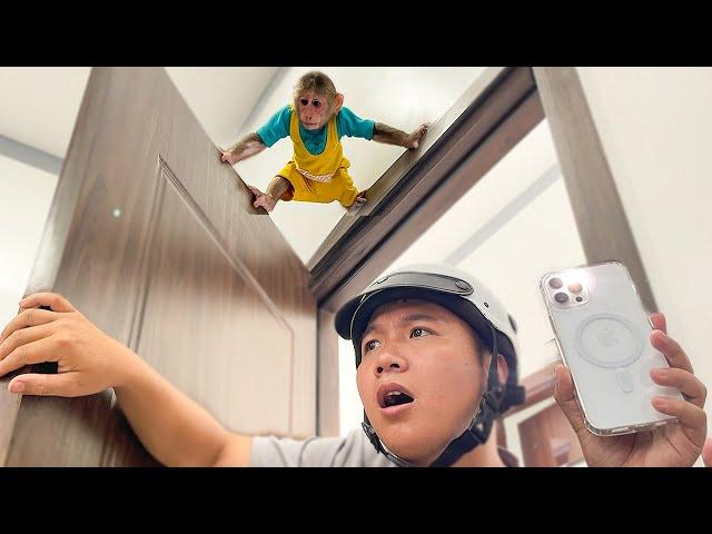 Hilarious! Cubis Monkey hides from Dad, making Dad anxious to find him!