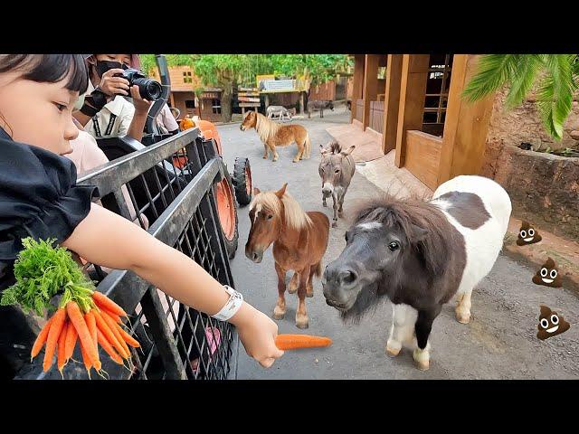 Kasih Makan Kuda Mini, Rusa Raksasa dan Bison - Mengenal Binatang Lucu untuk Anak