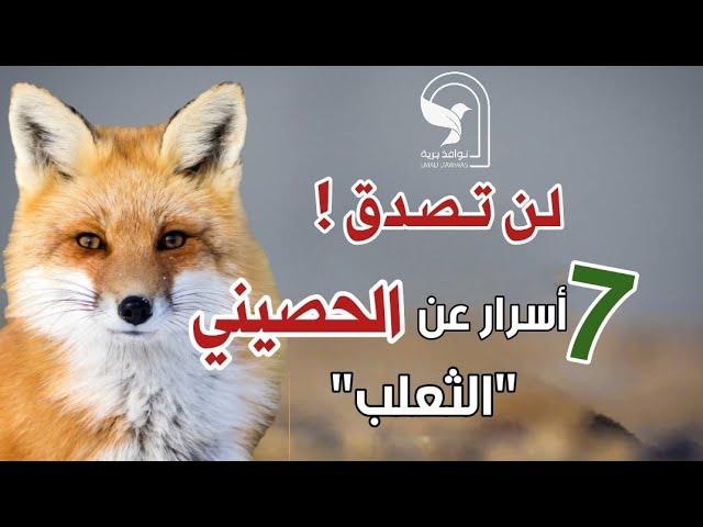 اسرار الثعلب الحصيني   7 حقائق مذهلة تعرفها لأول مرة من عالم الثعالب الغامض