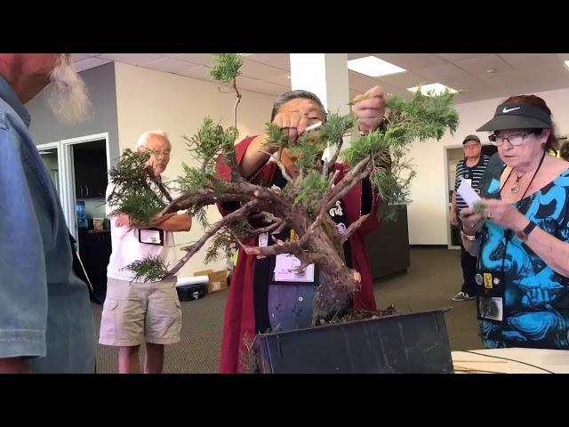 GSBF Linda's Atlas Cedar Bonsai Demonstration Timelapse