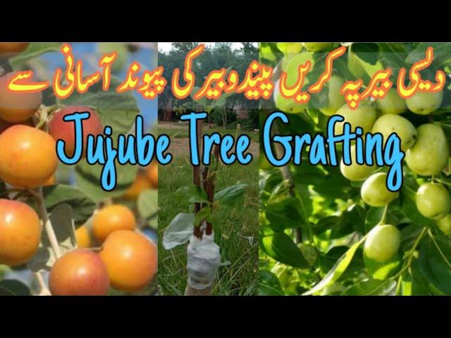 Jujube Tree Grafting at home | Jujube wedge Grafting | Gardening and Junk Art