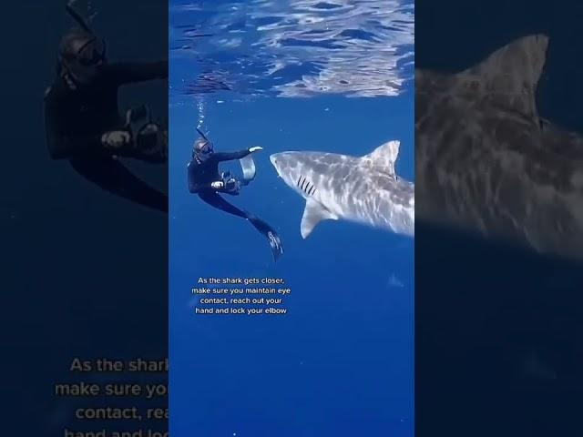 POV: You’re a professional shark diver for a living 
