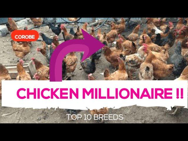 Top 10 Chicken Breeds in 2025@FarmUp