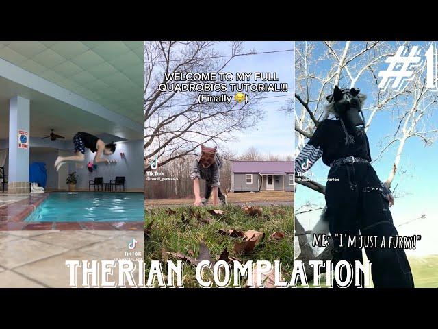 THERIAN/FURRY/QUADROBICS COMPLATION!