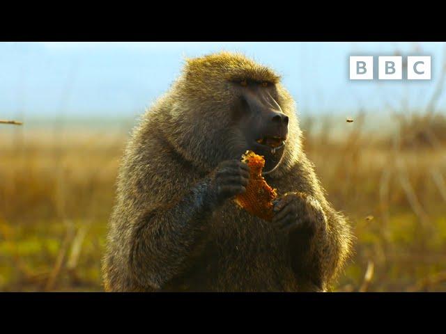 Baboon braves beehive in search for honey | Serengeti - BBC