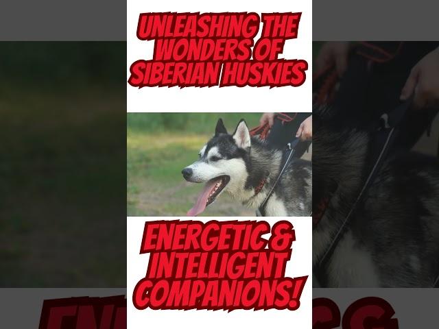 A Complete Guide to Siberian Huskies |  Understanding, Training, and Loving Your Siberian Companion!