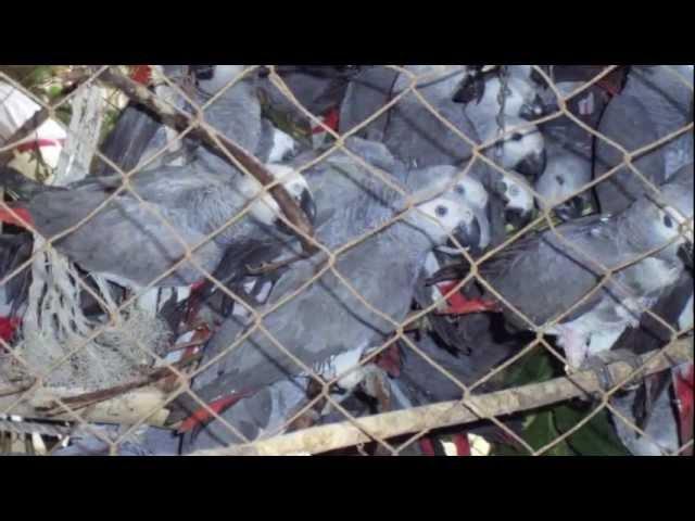 Interview with Boyd Matson on the Unethical Trade in Wild African Grey Parrots...