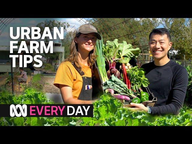 This urban farm makes a tonne of veggies every year  | Everyday | ABC Australia