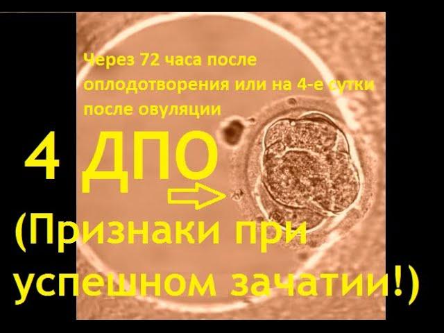  4 ДПО день после овуляции при возможной беременности. Ощущения и что с эмбрионом. Графики БТ!