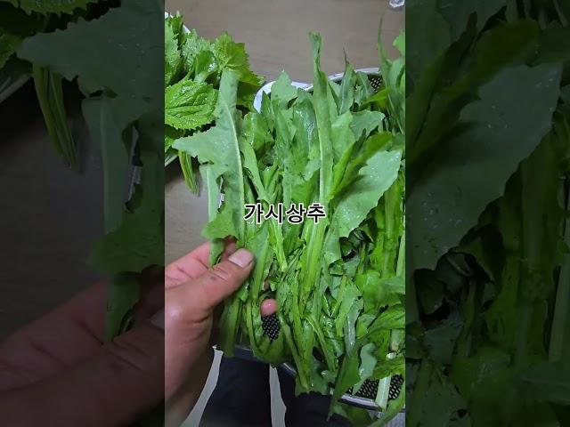 밭에서 키운 산나물~~ #농사 #garden #자연농원 #주말농사 #gardening #귀촌생활 #plants #산골 #산나물 #farming #산골 #산나물 #작물 #텃밭
