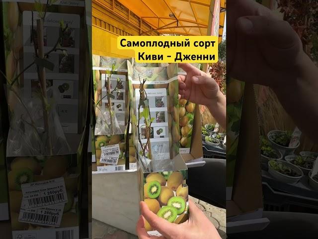Саженцы киви в Махачкале