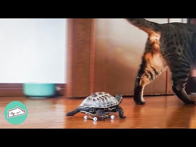 Tiny Turtle Follows Cat On a Skateboard | Cuddle Buddies