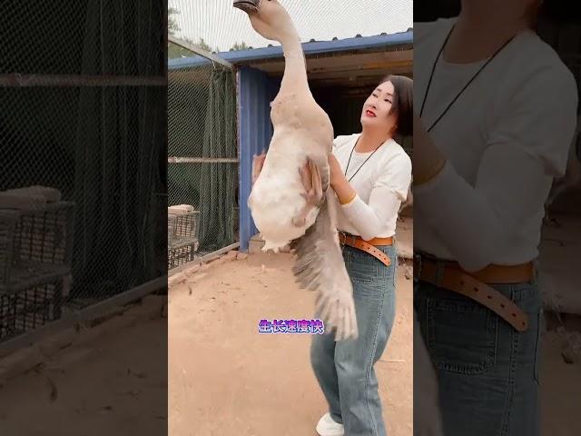 #狮头鹅 #快分享计划 #上快手学农技  #animals