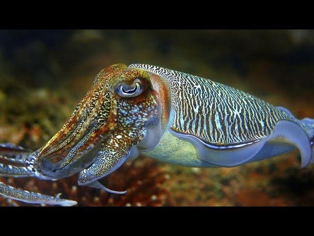 Cuttlefish - the King of Camouflage