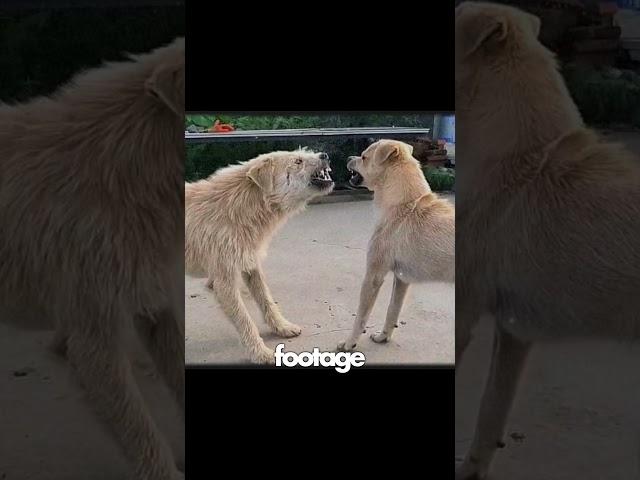 Can You Answer This? #dogbehavior