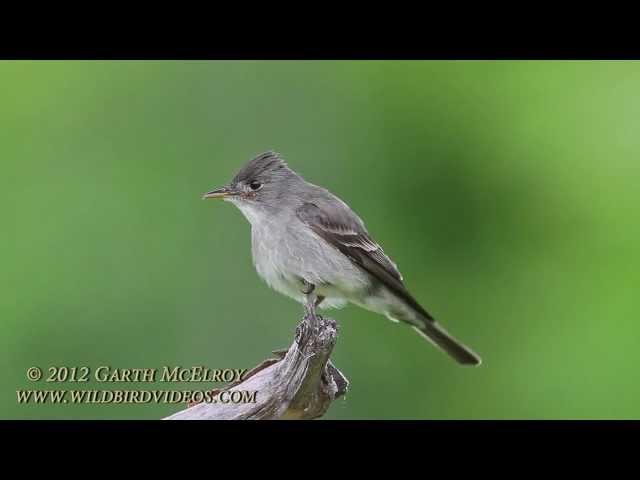 Eastern Wood-Pewee in Maine