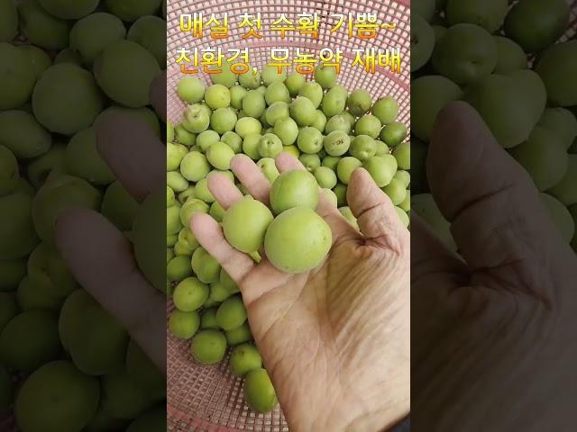 광양 매실 첫 수확 기쁨, 친환경, 무농약 재배~