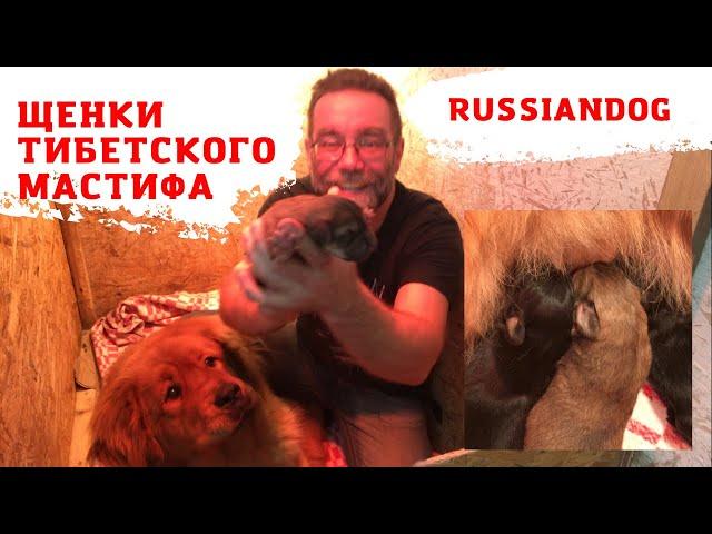 ЩЕНКИ ТИБЕТСКОГО МАСТИФА | из питомника собак РашенДог (RussianDog) 2021 год