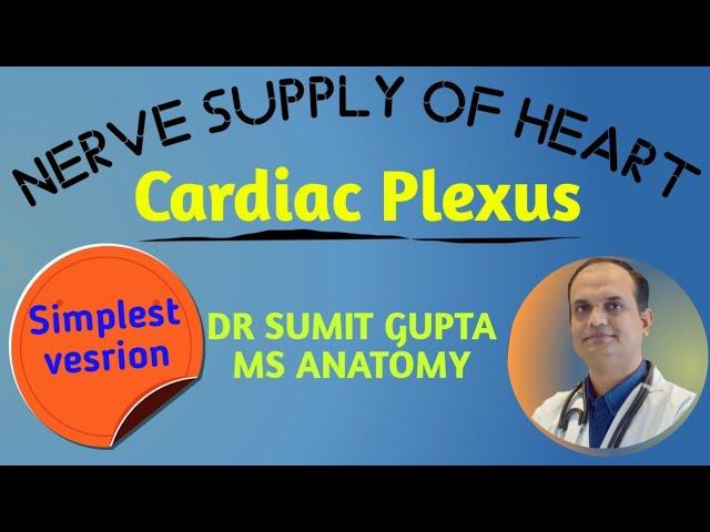 NERVE SUPPLY OF HEART : CARDIAC PLEXUS