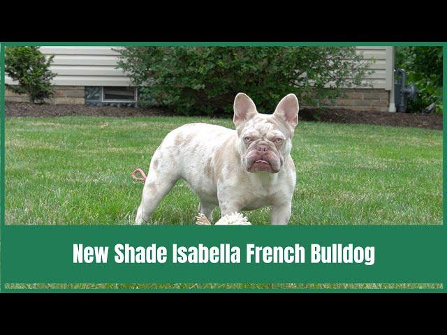 New Shade Isabella French Bulldog