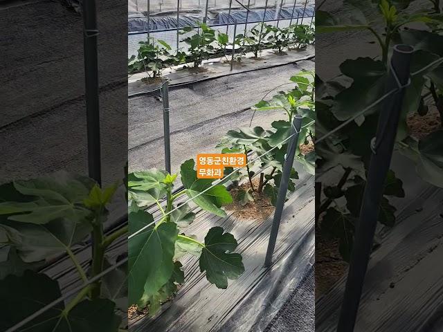 영동군친환경무화과 #친환경무화과 #무화과 #유기농무화과 #무농약무화과 #영동무화과 #무화과나무 #무화과
